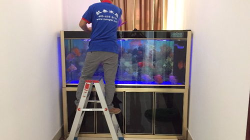 深圳羅湖區魚缸護理與寵物相關服務指南 從專業護理到安心搬家